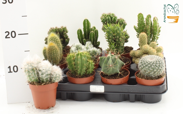 <h4>CACTUS GEM</h4>