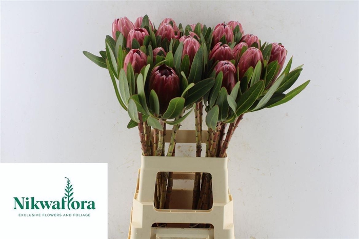 <h4>PROTEA LANCELOT</h4>