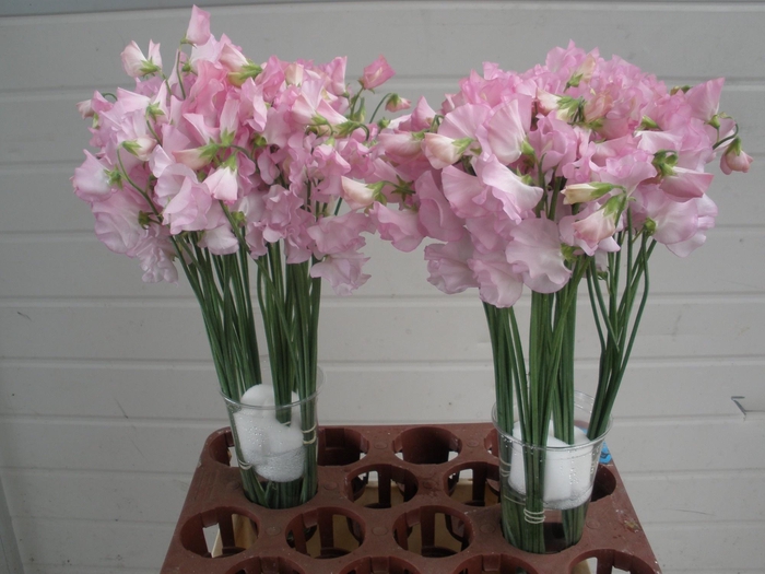 <h4>LATHYR WI SUNS OPAL</h4>