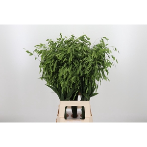 Chasm Latifol Mantis