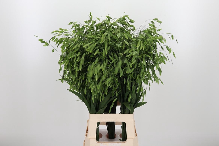 <h4>Chasm Latifol Mantis</h4>