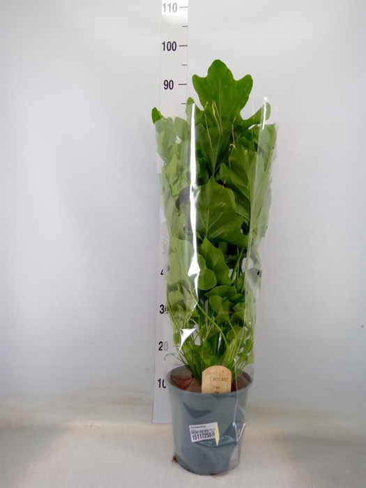 <h4>Philodendron   ...</h4>