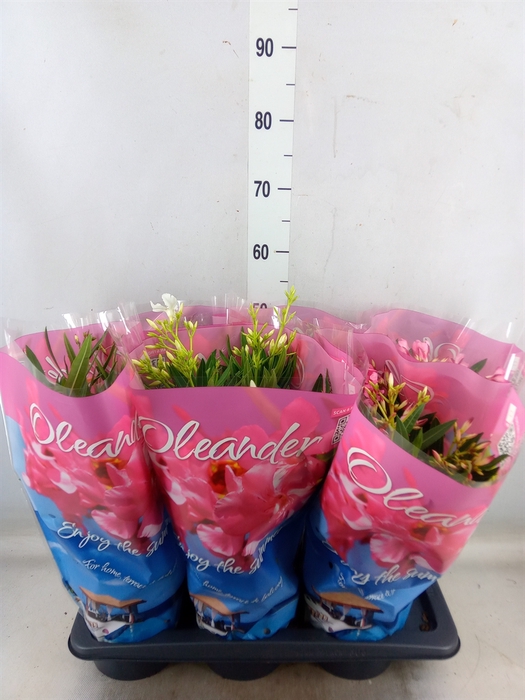<h4>Nerium oleander   ...</h4>