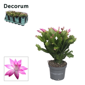 Schlumbergera - 9 cm - Pink (Cyber) - Decorum