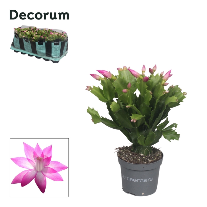 <h4>Schlumbergera - 9 cm - Pink (Cyber) - Decorum</h4>