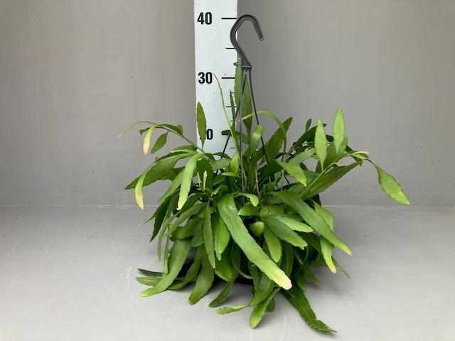 <h4>Rhipsalis red coral</h4>