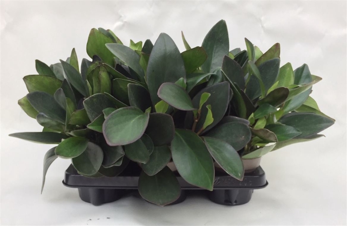 Peperomia Clusiifolia