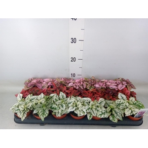 Hypoestes phyllo.   ...mix