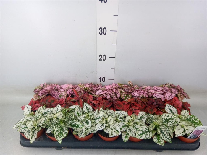 <h4>Hypoestes phyllo.   ...mix</h4>