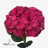 Hydrangea mag pink ruby