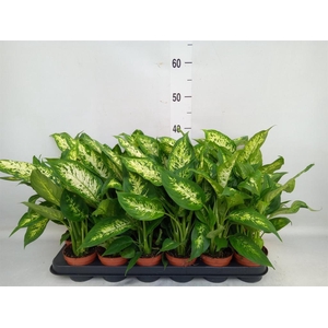 Dieffenbachia  'Compacta'