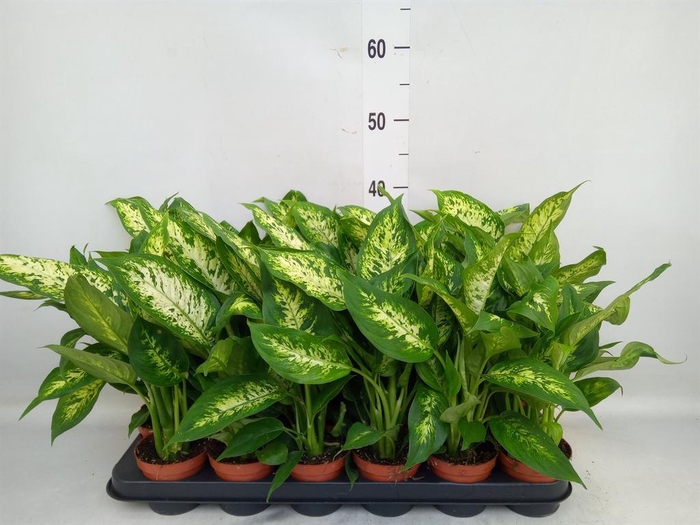 <h4>Dieffenbachia  'Compacta'</h4>