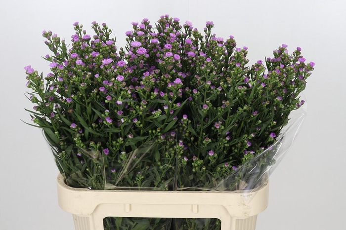 <h4>Aster Painted Lady</h4>