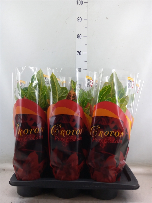 <h4>Codiaeum var. GR 'Excellent'</h4>