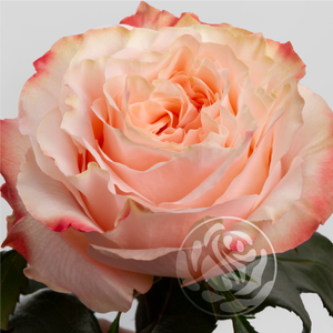 R GR PRINCESS CROWN Welyflor