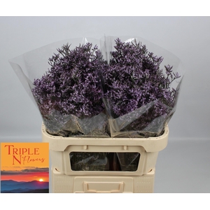 LIM SAF LILAC