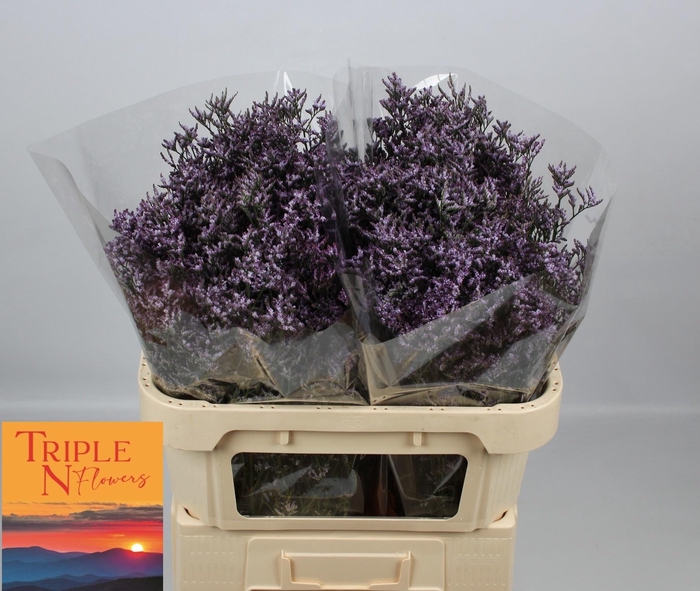 <h4>LIM SAF LILAC</h4>