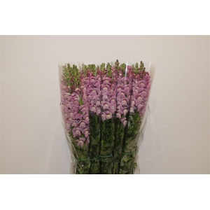 Antir Overig Lavender