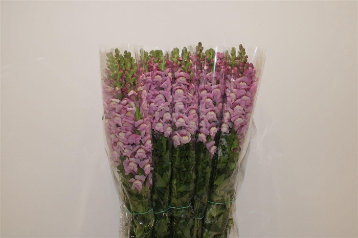 <h4>Antir Overig Lavender</h4>