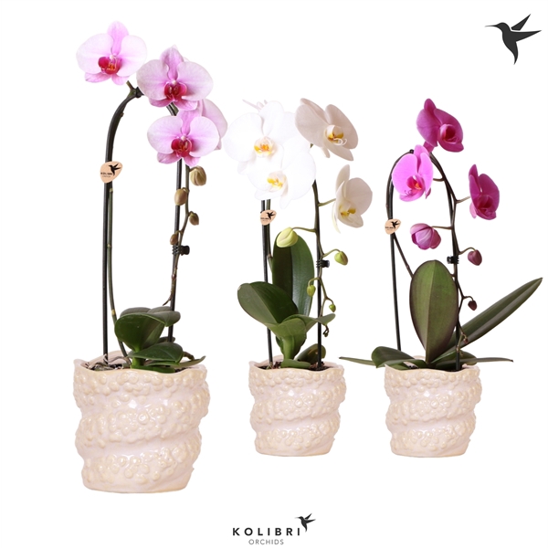 <h4>Kolibri Orchids Cascade Niagara Fall 1 spike in Octopus pot pink</h4>