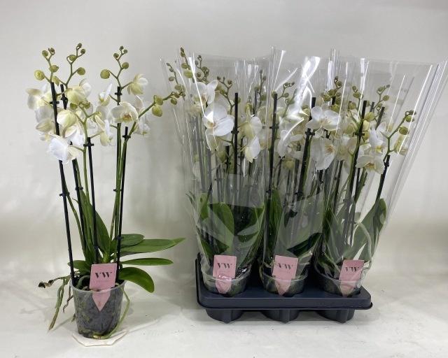 <h4>PHAL AN INVERNESS</h4>