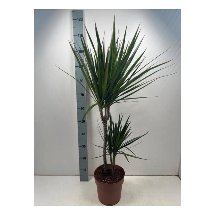 <h4>DRA MARGINATA</h4>