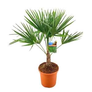 Trachycarpus fortunei