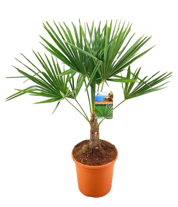 <h4>Trachycarpus fortunei</h4>
