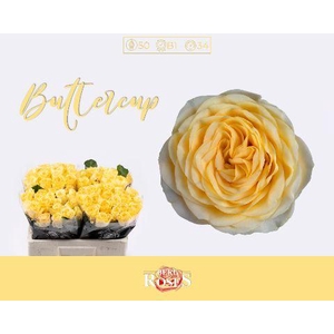R GR BUTTERCUP