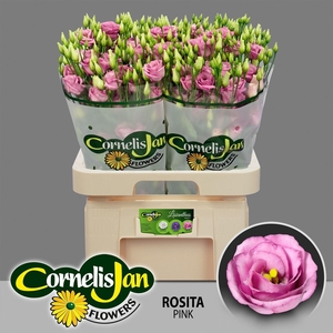 LIS G ROSITA PINK EUS G ROSI ROSE P