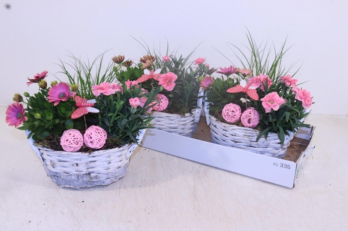 <h4>ARR TUINPLANTEN</h4>