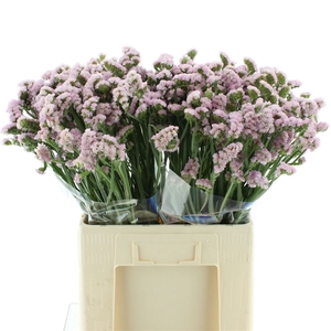 Limonium St Pink Birds X50
