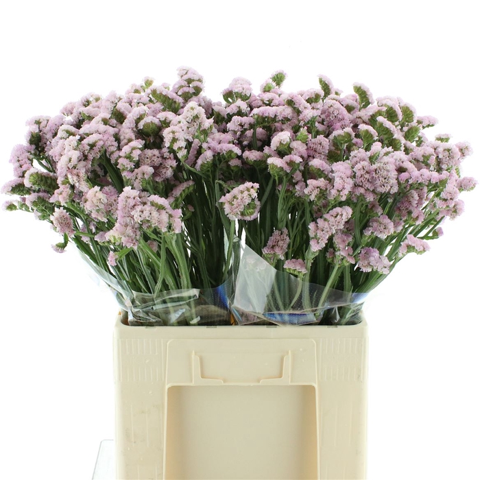 <h4>Limonium St Pink Birds X50</h4>