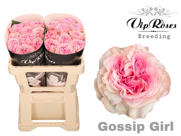 <h4>R GR GOSSIP GIRL x20</h4>