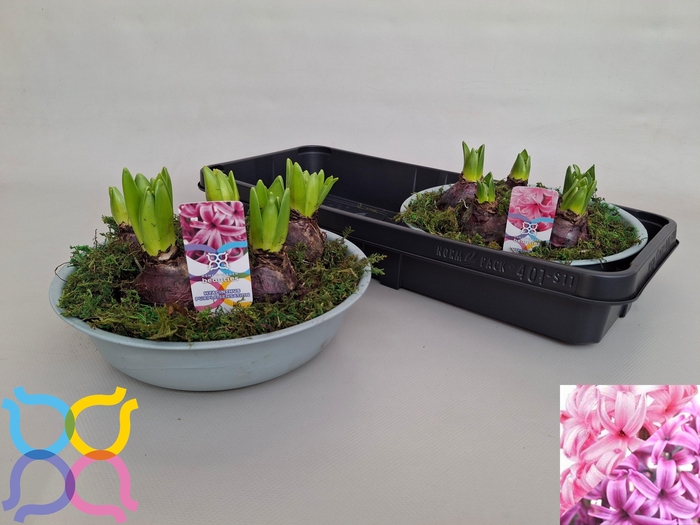 <h4>ARR HYACINTH</h4>