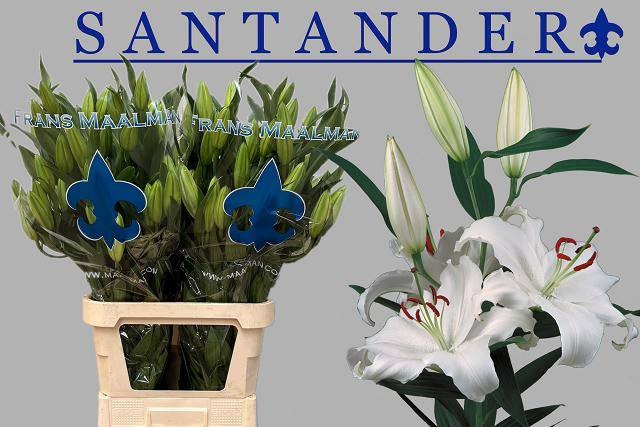 <h4>LI OR SANTANDER</h4>