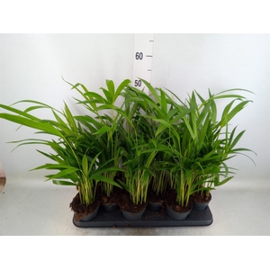 Dypsis lutescens   ...Chrysalidoca