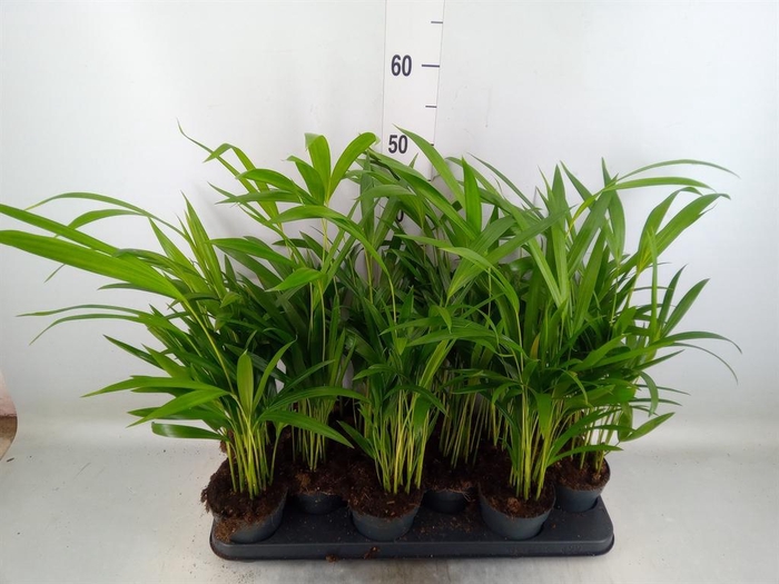 <h4>Dypsis lutescens ...Chrysalidoca</h4>