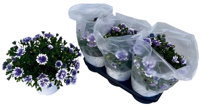 <h4>Osteospermum gemengd</h4>