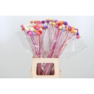 Craspedia Kl Bh Pastel