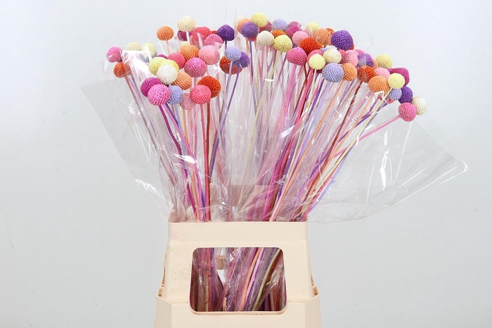 <h4>Craspedia Kl Bh Pastel</h4>