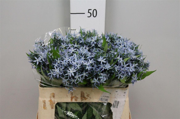 <h4>Amsonia Tab Night Sk</h4>