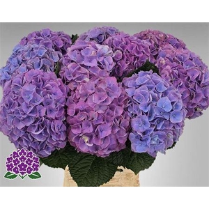 Hydr M My Riviera 65cm