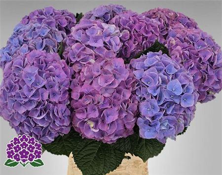 <h4>Hydr M My Riviera 65cm</h4>