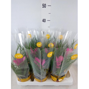 Tillandsia cyanea 'Josee'