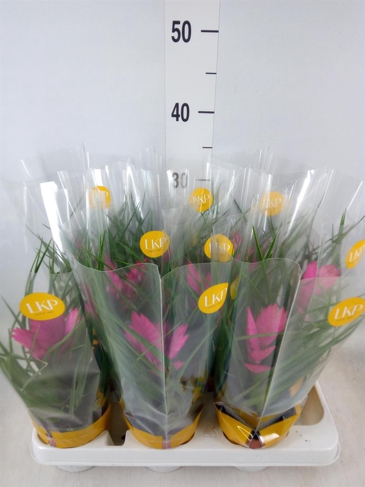 <h4>Tillandsia cyanea 'Josee'</h4>