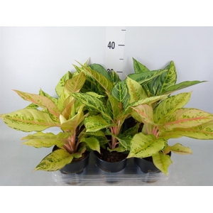 Aglaonema   ...