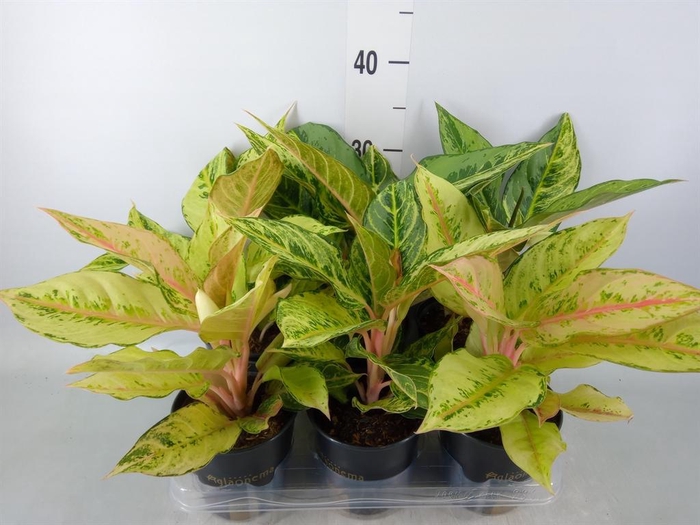 <h4>Aglaonema   ...</h4>