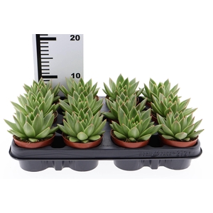 Echeveria  'Miranda'