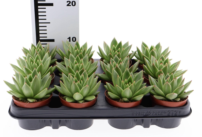 <h4>Echeveria  'Miranda'</h4>